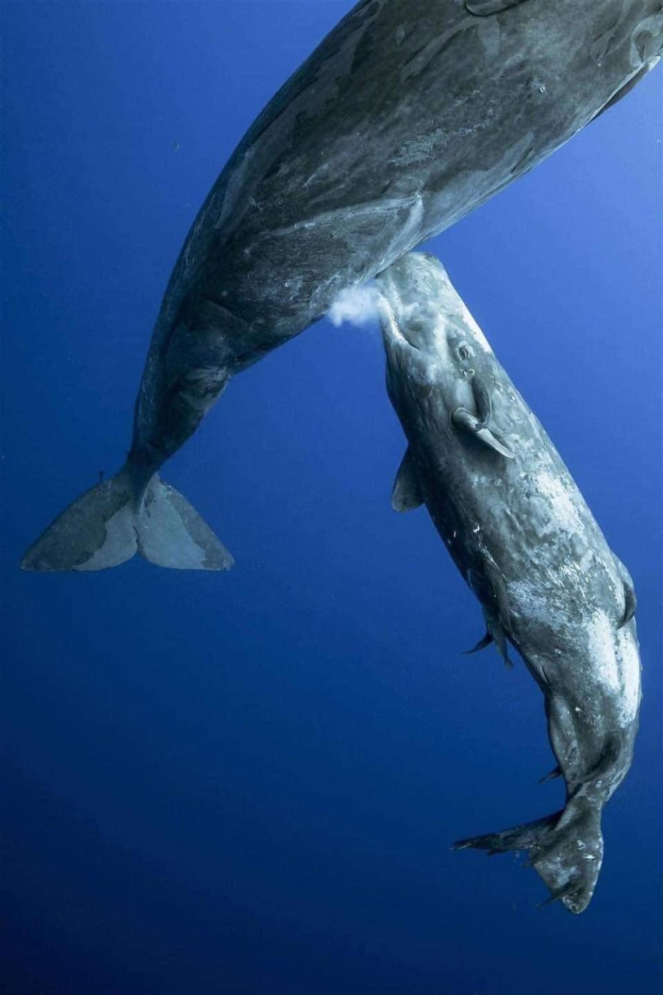 Hotel- Whale Tours And Sport Fishing Vista Mag-Bay Puerto San Carlos Εξωτερικό φωτογραφία